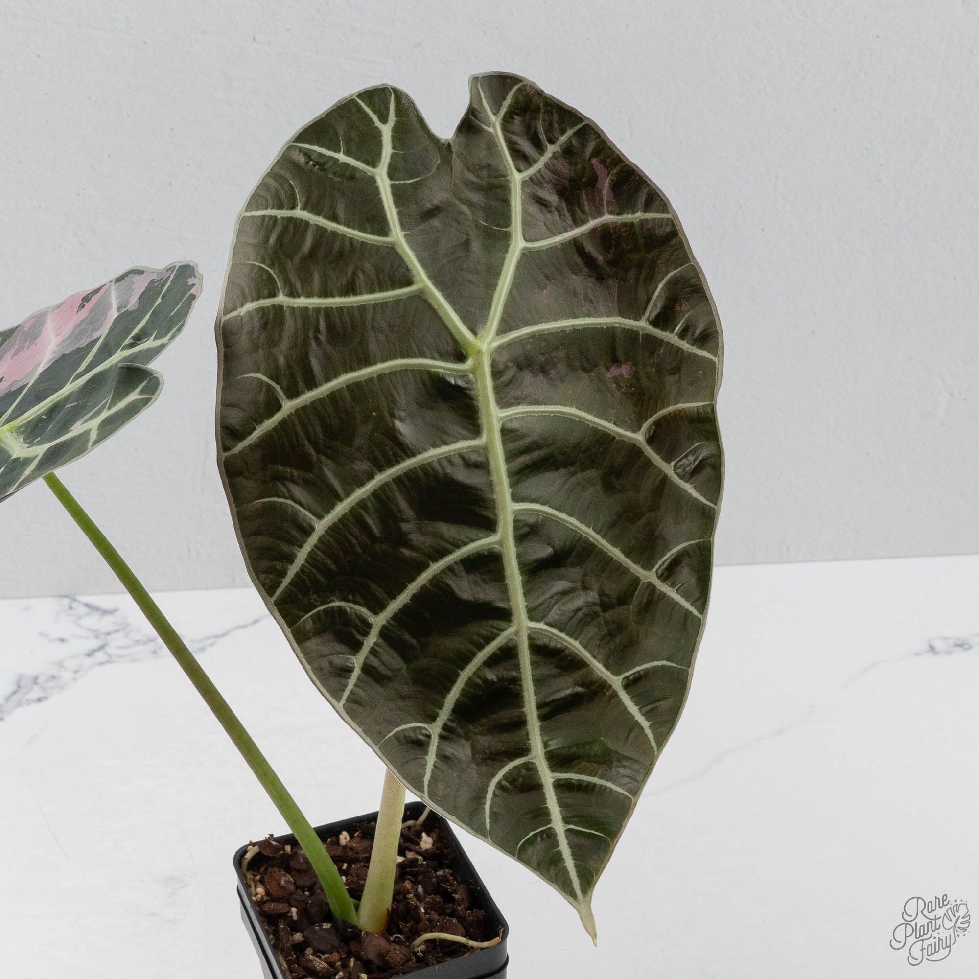 Alocasia Watsoniana Doff. Pink Variegated - Corming Size (wk40-L8