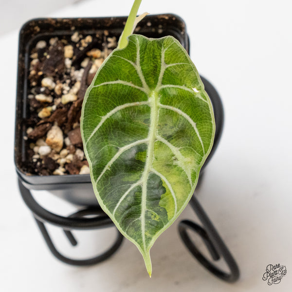 Alocasia Watsoniana Doff. Pink Variegated (wk46-P)