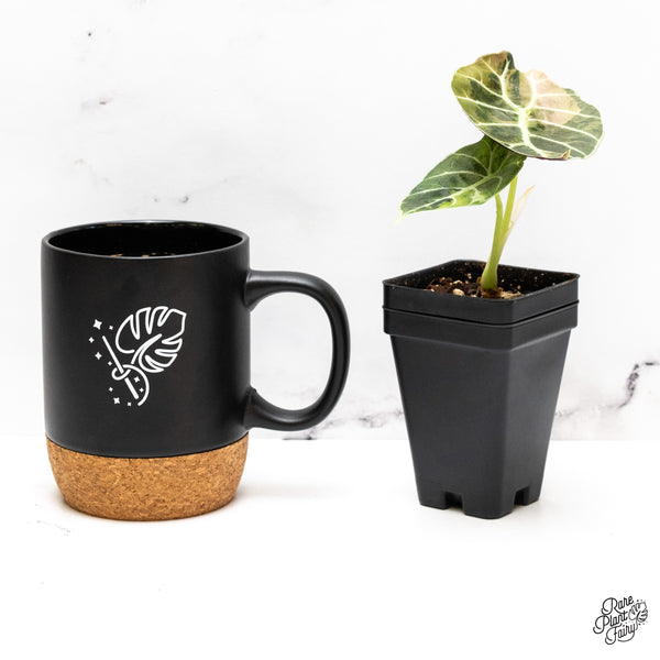 Alocasia Watsoniana Doff. Pink Variegated (wk46-P)