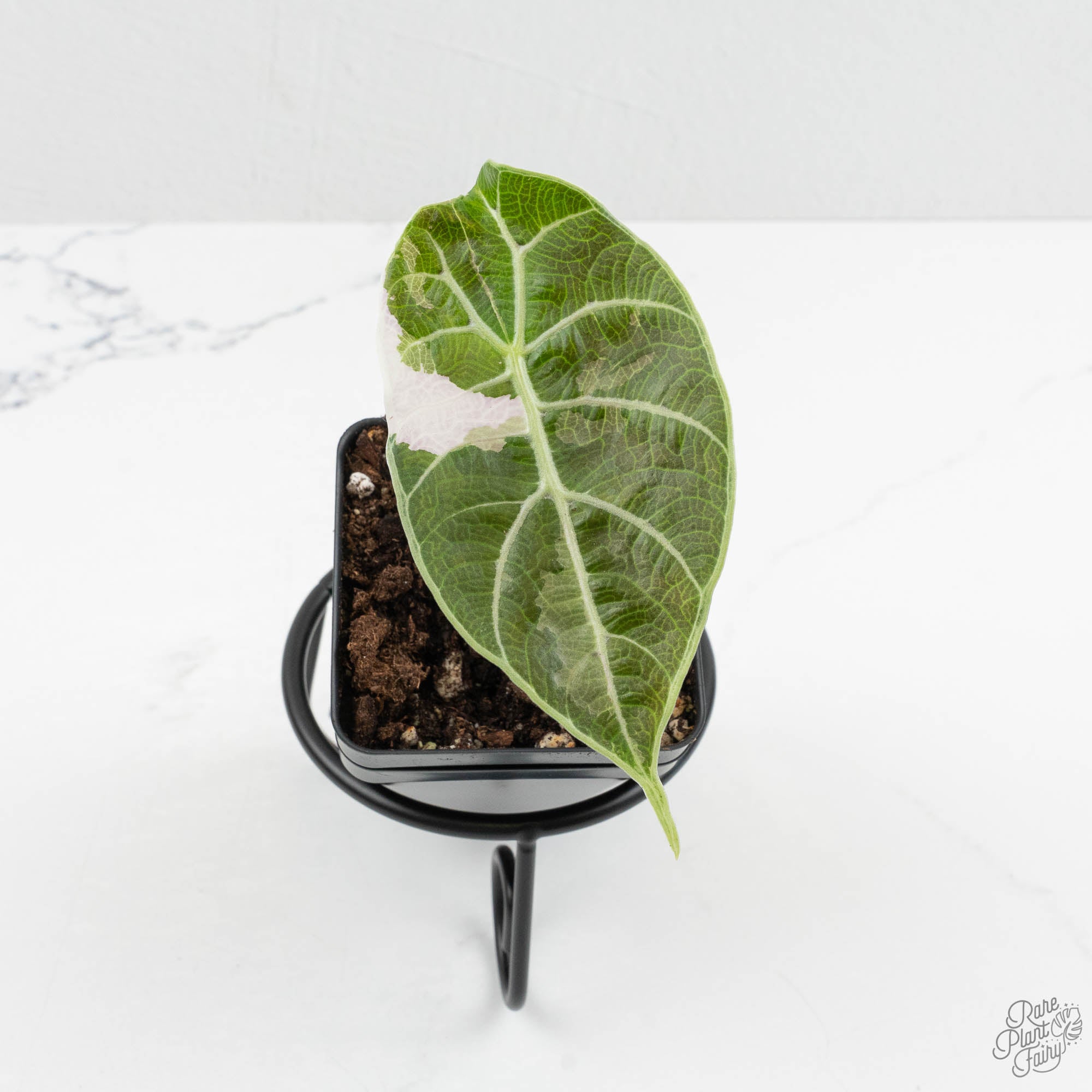 ワトソニア斑入り Alocasia Watsoniana Pink var Alocasia Watsoniana Pink Variegated (wk15-I) – Rare Plant Fairy