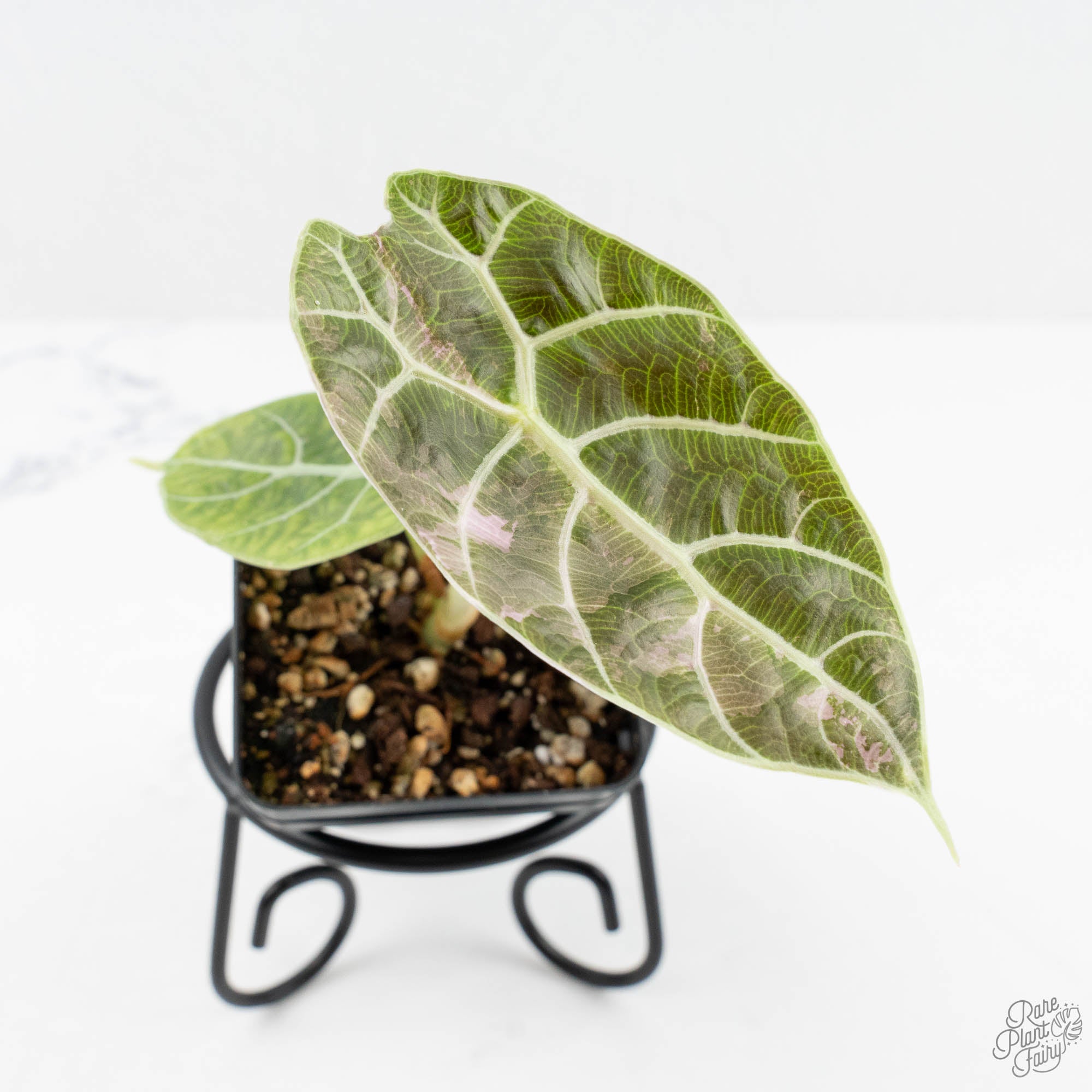 Alocasia Watsoniana Pink Variegated (wk19-J) – Rare Plant Fairy