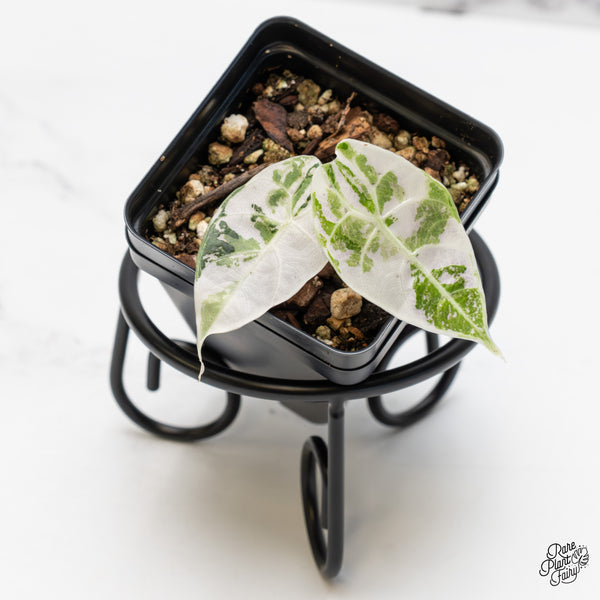 Alocasia Watsoniana Doff. Pink Variegated (wk45-Q)