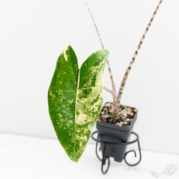 Alocasia Zebrina Variegated (wk9-B)