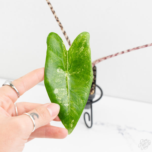 Alocasia Zebrina Variegated (wk9-B)