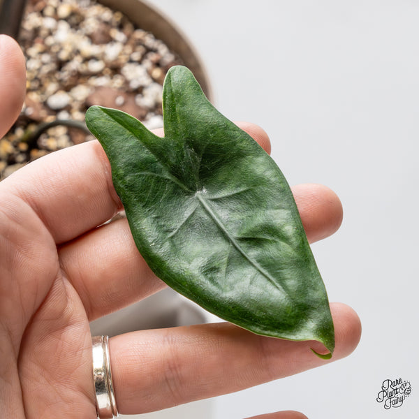Alocasia 'Zebrina' Black Stem Variegated (wk51-UL) *Corming Size*