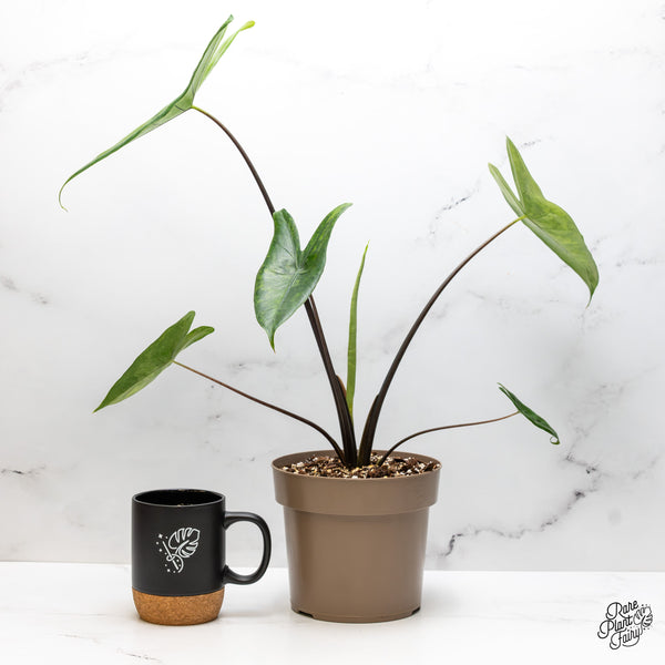 Alocasia 'Zebrina' Black Stem Variegated (wk51-UL) *Corming Size*