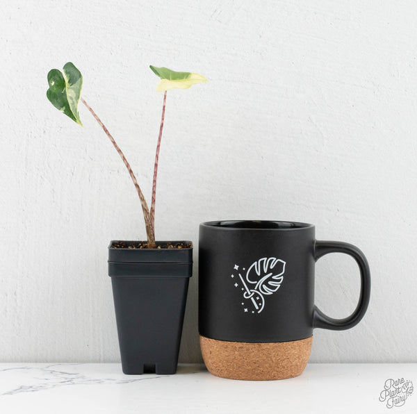 Alocasia Zebrina 'Siberian Tiger' Aurea Variegated (wk11-UD)