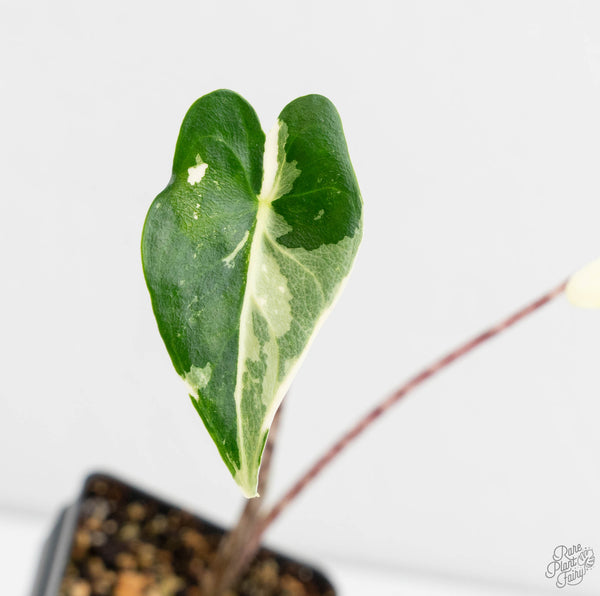 Alocasia Zebrina 'Siberian Tiger' Aurea Variegated (wk11-UD)