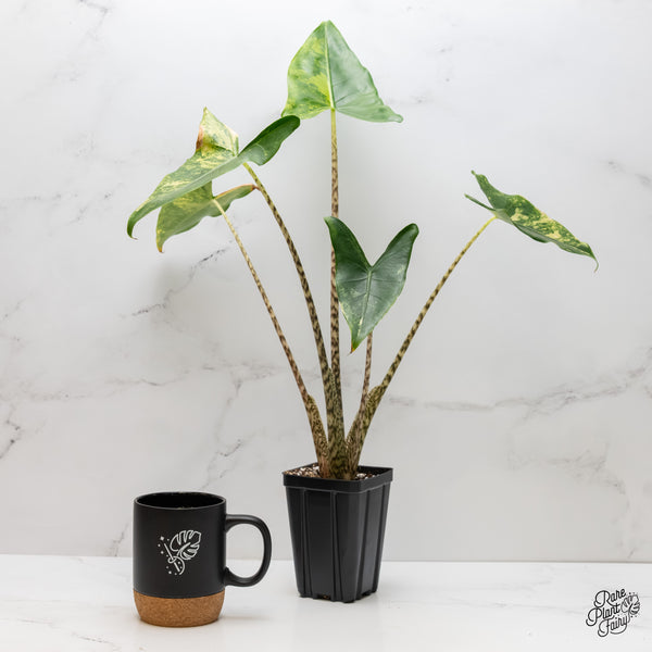 Alocasia Zebrina 'Siberian Tiger' Aurea Variegated (wk3-UL)