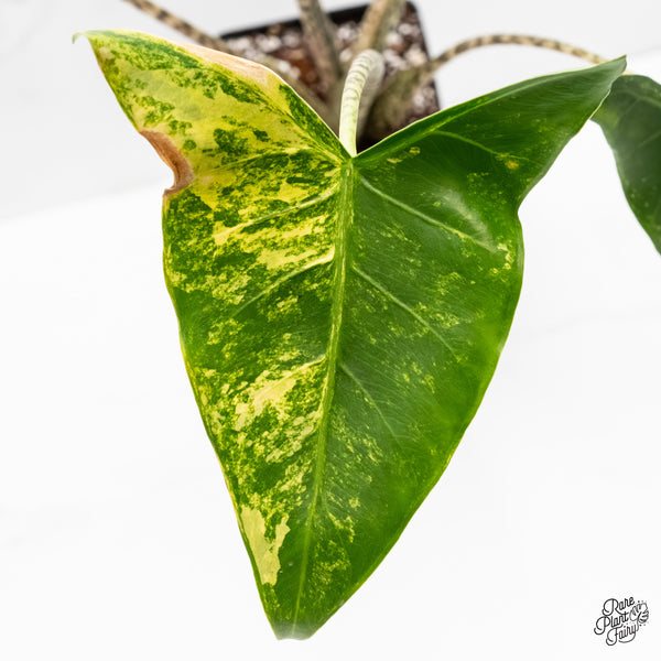Alocasia Zebrina 'Siberian Tiger' Aurea Variegated (wk3-UL)