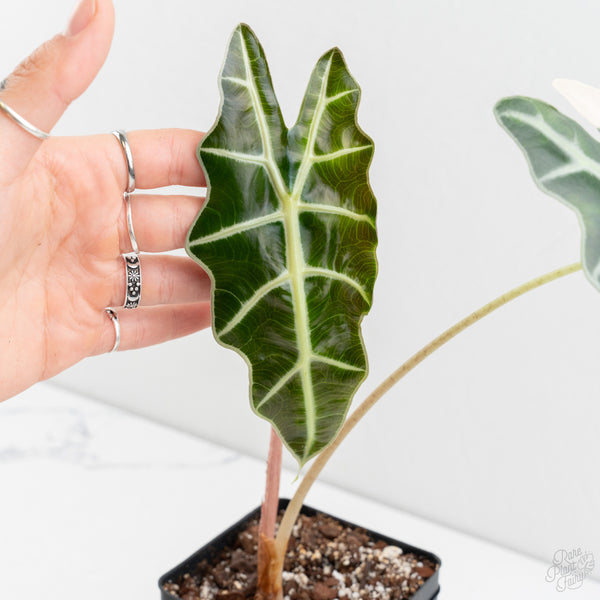 Alocasia 'Amazonica' Pink Variegated US Clone (wk9-UK)