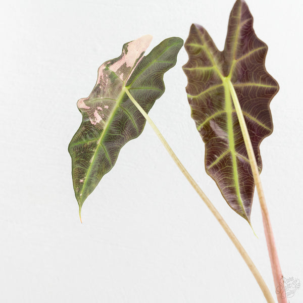 Alocasia 'Amazonica' Pink Variegated US Clone (wk9-UK)
