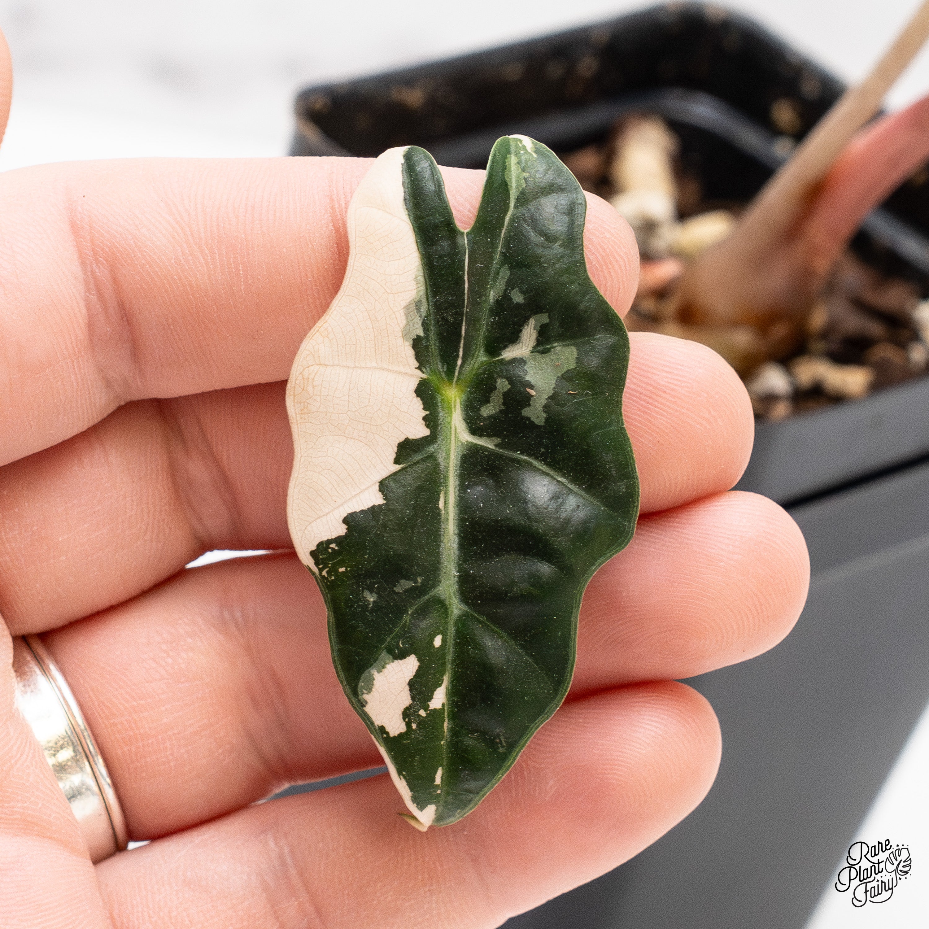 Alocasia 'Amazonica' Pink Variegated - US Clone (wk44-N) – Rare