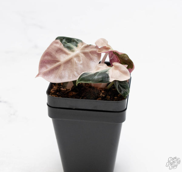 Alocasia 'Balloon Heart' Pink Variegated (wk10-D)