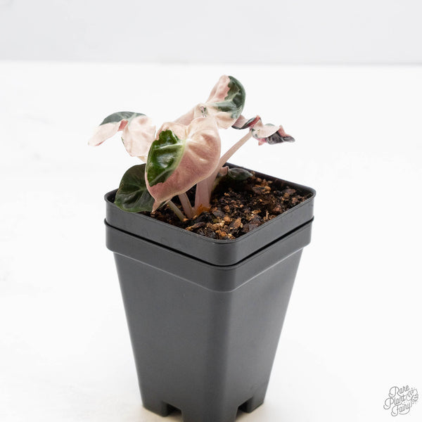 Alocasia 'Balloon Heart' Pink Variegated (wk10-D)