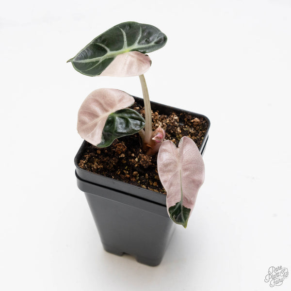 Alocasia 'Balloon Heart' Pink Variegated (wk10-V)