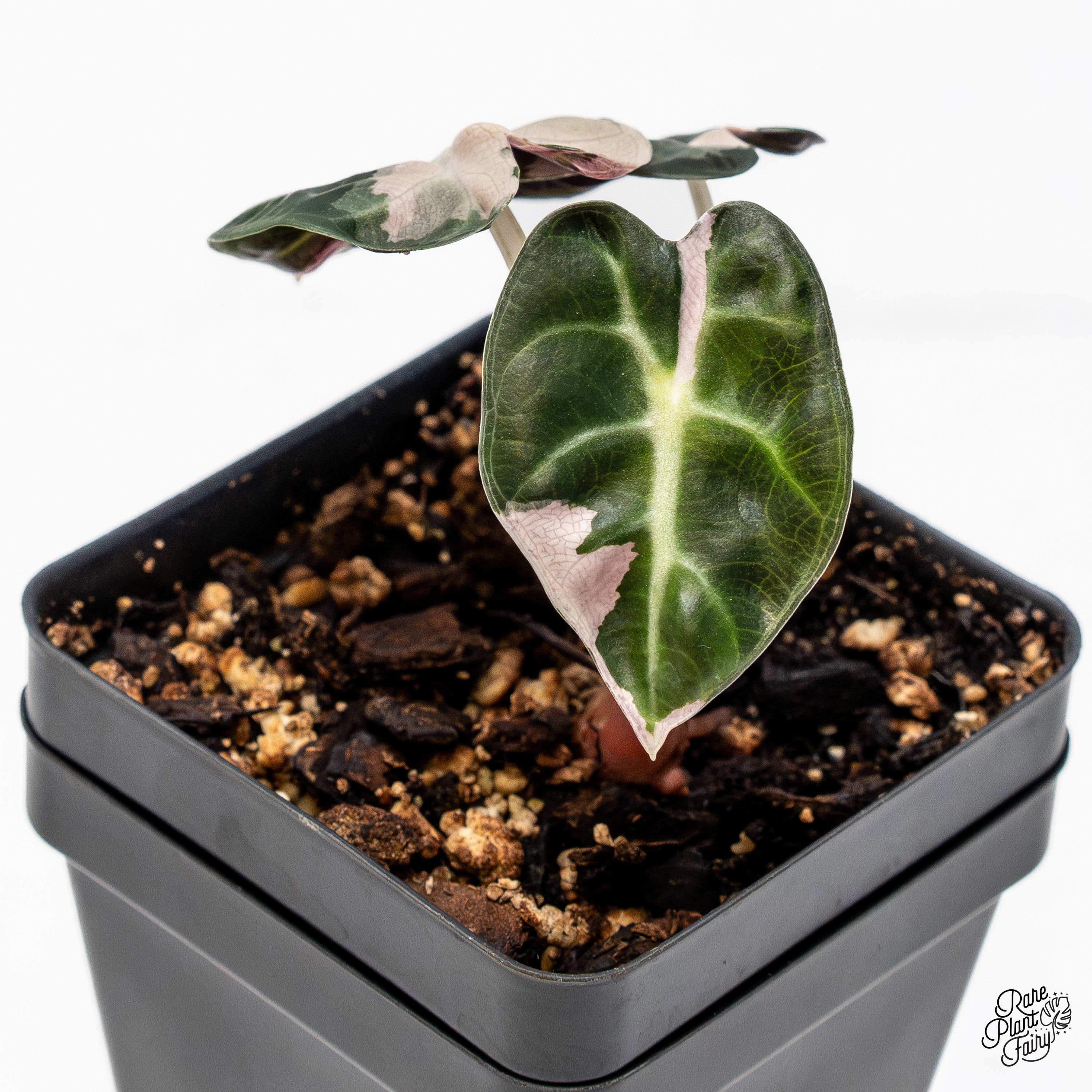 その他観葉植物 ALOCASIA HEART BALLON PINK VARIGATED Alocasia 'Balloon Heart' Pink Variegated (wk41-K) – Rare Plant Fairy