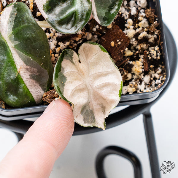 Alocasia 'Balloon Heart' Pink Variegated (wk51-Q)