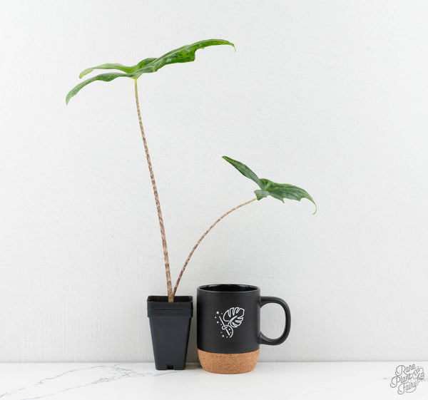 Alocasia ‘Bat Wing’ Variegated (wk11-UR) *Corming Size*