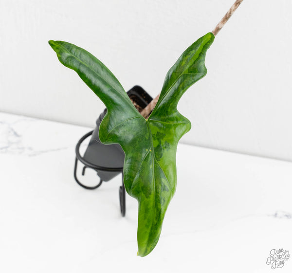 Alocasia ‘Bat Wing’ Variegated (wk11-UR) *Corming Size*