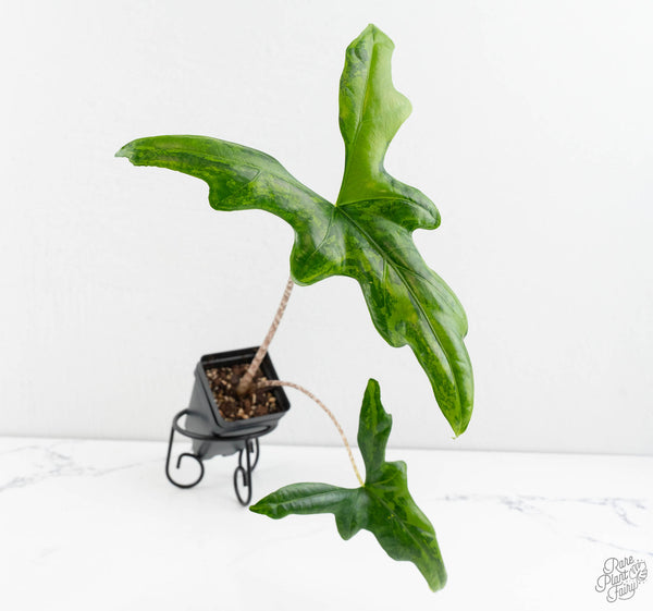 Alocasia ‘Bat Wing’ Variegated (wk11-UR) *Corming Size*