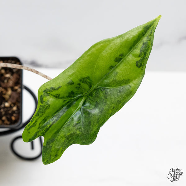 Alocasia 'Bat Wing' Variegated (wk49-UA)