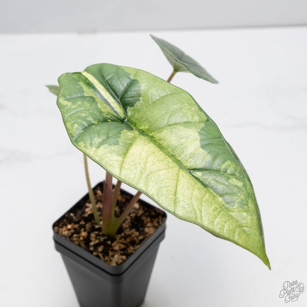 Alocasia 'Bisma Platinum' Albo Variegated (wk10-J)