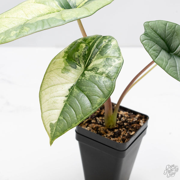 Alocasia 'Bisma Platinum' Albo Variegated (wk10-J)
