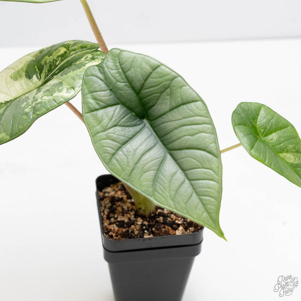 Alocasia 'Bisma Platinum' Albo Variegated (wk10-J)