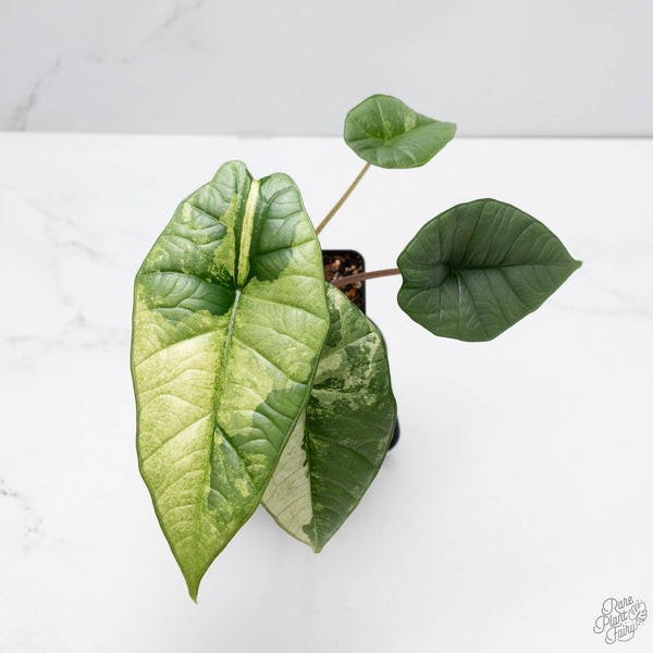 Alocasia 'Bisma Platinum' Albo Variegated (wk10-J)