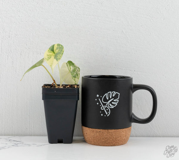 Alocasia 'Bisma Platinum' Albo Variegated (wk11-O)