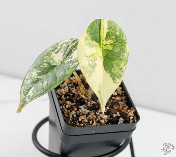 Alocasia 'Bisma Platinum' Albo Variegated (wk11-O)
