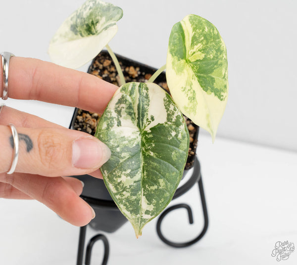 Alocasia 'Bisma Platinum' Albo Variegated (wk11-O)