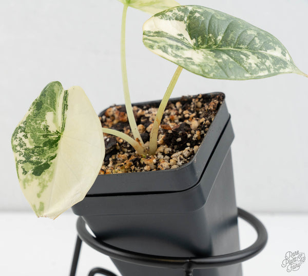 Alocasia 'Bisma Platinum' Albo Variegated (wk11-O)