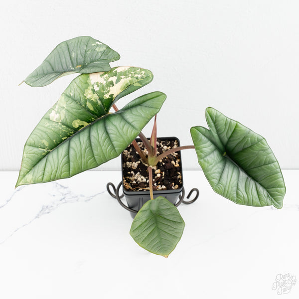 Alocasia 'Bisma Platinum' Albo Variegated (wk9-P) *Corming Size*