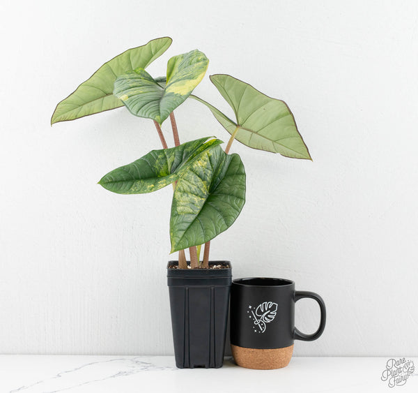 Alocasia 'Bisma Platinum' Aurea Variegated (wk11-UO) *Corming Size*