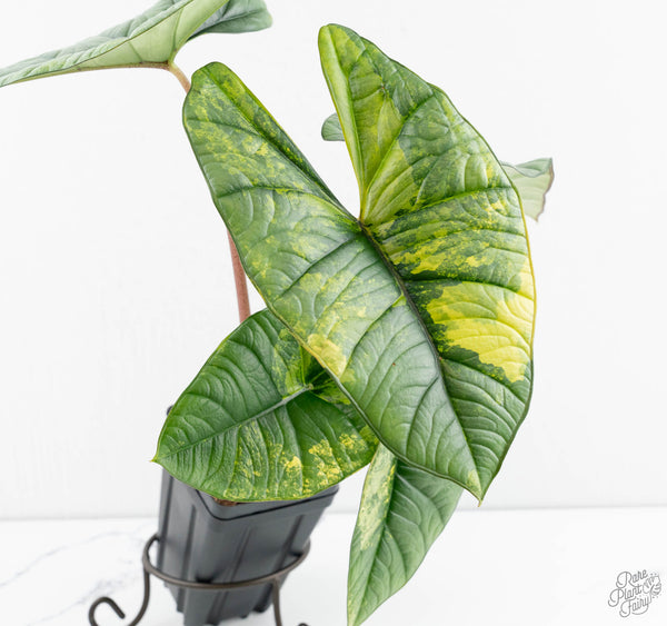 Alocasia 'Bisma Platinum' Aurea Variegated (wk11-UO) *Corming Size*