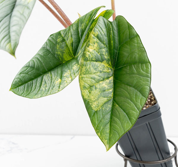 Alocasia 'Bisma Platinum' Aurea Variegated (wk11-UO) *Corming Size*