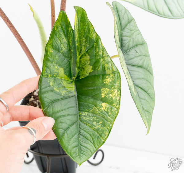 Alocasia 'Bisma Platinum' Aurea Variegated (wk11-UO) *Corming Size*