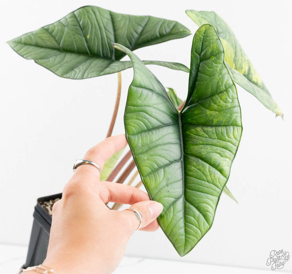 Alocasia 'Bisma Platinum' Aurea Variegated (wk11-UO) *Corming Size*