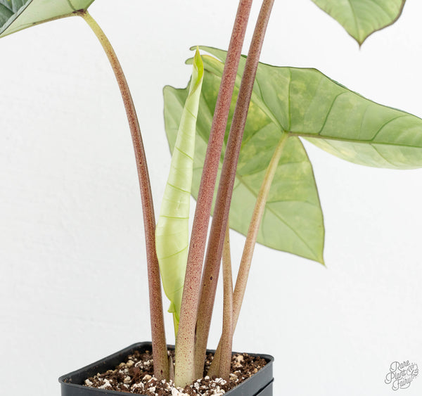 Alocasia 'Bisma Platinum' Aurea Variegated (wk11-UO) *Corming Size*