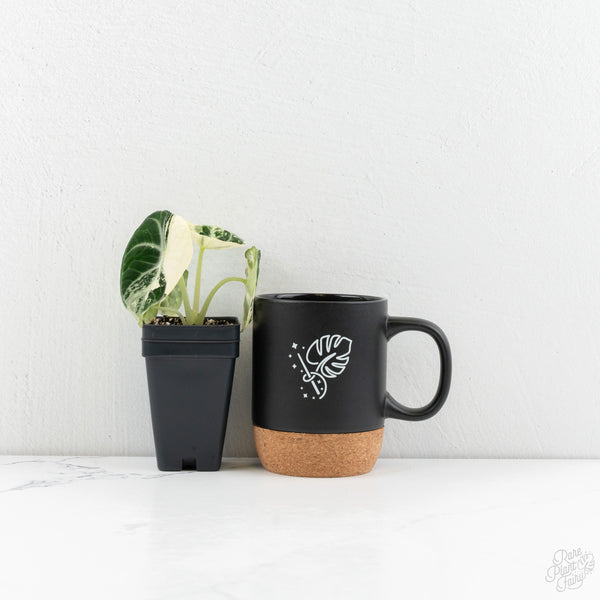 Alocasia 'Black Velvet Ninja' Albo Variegated (wk9-H)