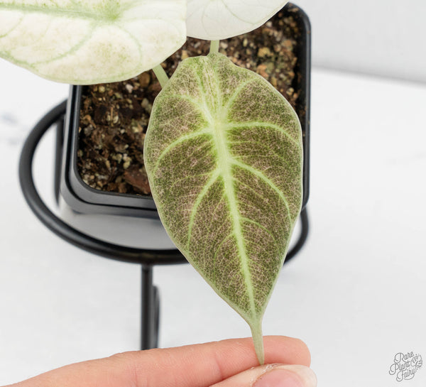 Alocasia 'Black Velvet Ninja' Pink Variegated (wk12-UZ) *Corm Grown*
