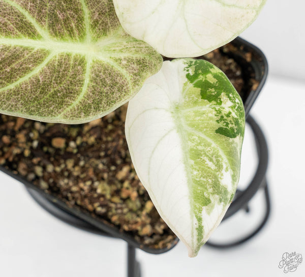 Alocasia 'Black Velvet Ninja' Pink Variegated (wk12-UZ) *Corm Grown*