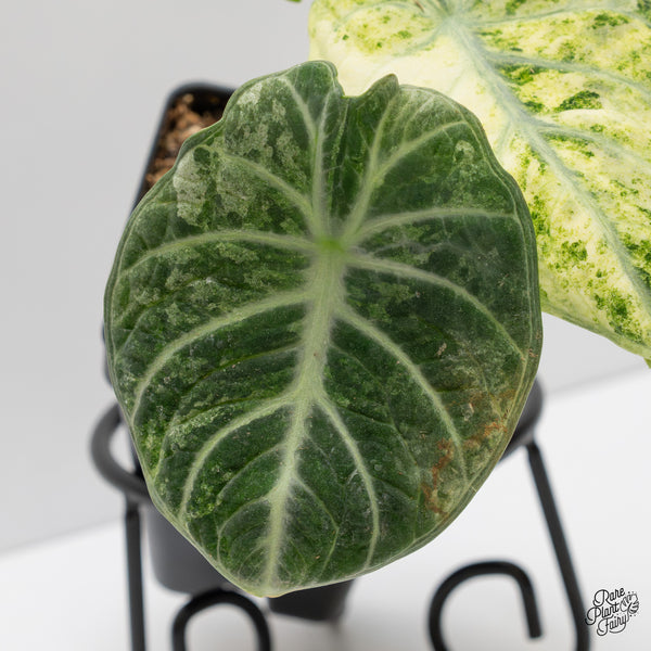 Alocasia 'Black Velvet Ninja' Tricolor/Splash Variegated (wk2-E)