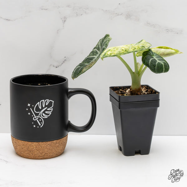 Alocasia 'Black Velvet Ninja' Tricolor/Splash Variegated (wk2-E)