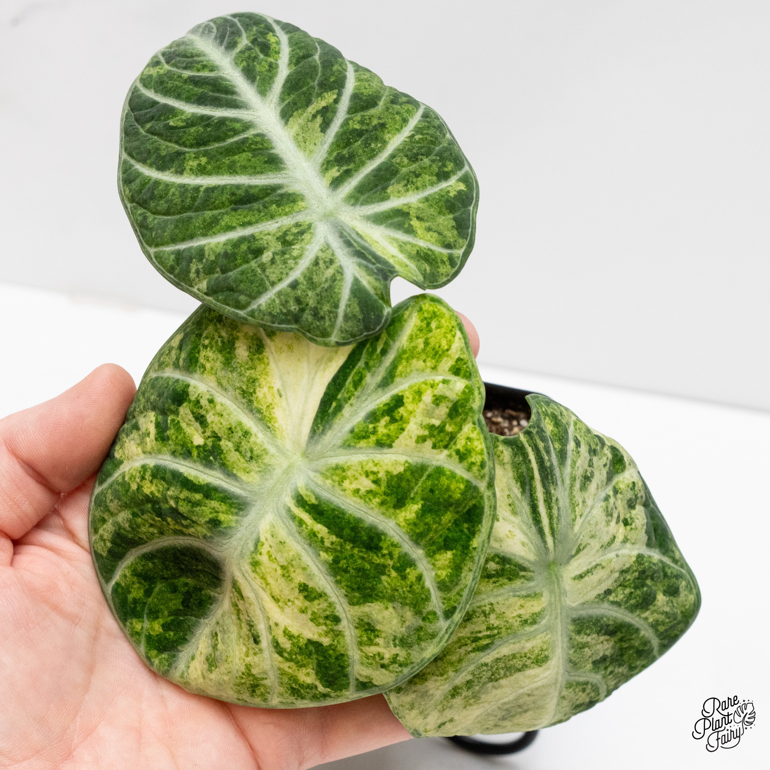 Alocasia 'Black Velvet Ninja' Tricolor/Splash Variegated (wk2-F