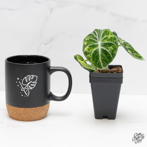 Alocasia 'Black Velvet Ninja' Tricolor/Splash Variegated (wk4-N)