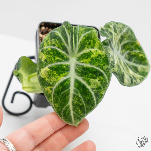 Alocasia 'Black Velvet Ninja' Tricolor/Splash Variegated (wk4-N)