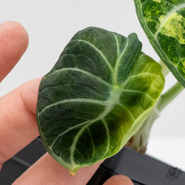 Alocasia 'Black Velvet Ninja' Tricolor/Splash Variegated (wk4-N)
